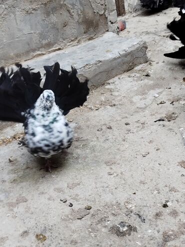 Göyərçinlər: Salam aleykum.Pavlin göyərçinləri satılır.Pavlinlərin sağlamlığına — 4