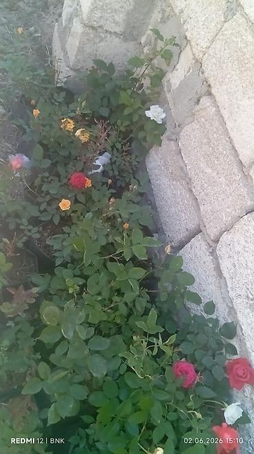 Çöl bitkiləri: Çöl bitkiləri -da lalafo.az — 8 Çöl bitkiləri: Çöl bitkiləri — 8