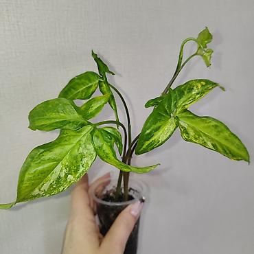 Эпипремнумы и сциндапсусы: Эпипремнум Елисейские поля вариегатный Эпипремнум Айс квин — 3