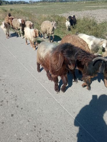 Keçi, çəpiş: Qoyun-keçi sürüsü üçün erkək keçi (ehtimalən yerli/anglo-nubian tipli — 3