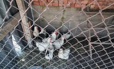 Другие хозтовары: Продаю
8 курица 🐔
2 Петух 🐓