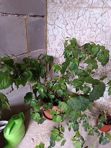 Другие комнатные растения: Комнатные растения — набор 1) Бегония (черенок/молодое растение в — 6