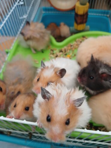 Gəmiricilər: Angora növ xamyak hemstr mehriban növüdür dişləmirlər uzun tükləri — 5