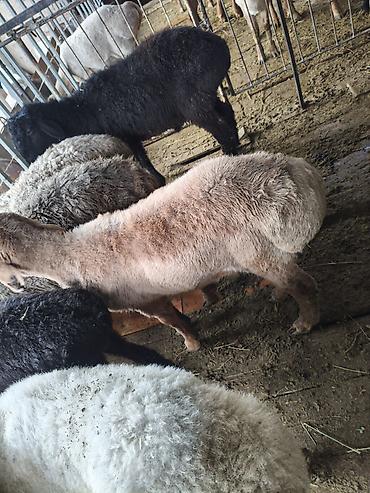 Баран, овца: Продаю | Овца (самка) | На забой — 8