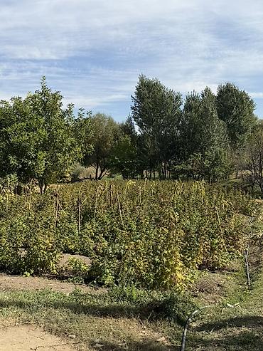 Үйлөрдү сатуу: 📍 В Сокулуке продается дом на участке 30 соток. 🏡Дом без ремонта — 9