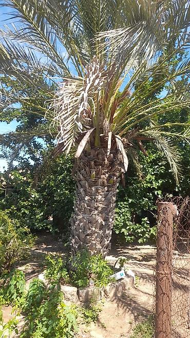 xurma palması: Xurmapalması (Phoenix dactylifera) – həyət və bağ sahələri üçün iri — 2