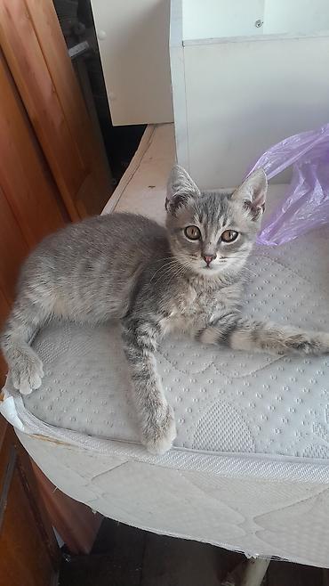 кошка мальчик: Кошка даром: Беспородная, 3 месяца, Мальчик — 1