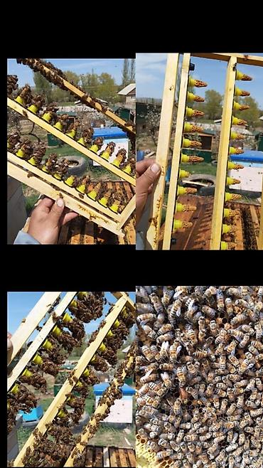 Мёд: МУЖСКАЯ СИЛА ЭТО. Пчелиное маточное молочко в натуральных условиях,в — 2