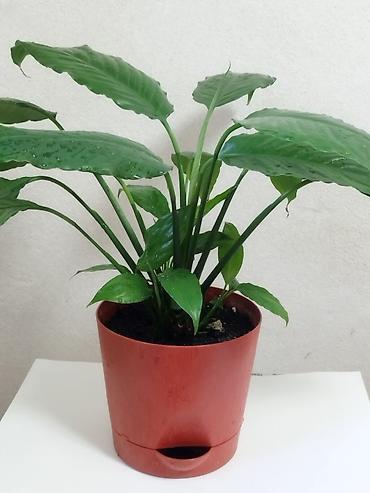 спатифиллум: Спатифиллум (Spathiphyllum) в горшке - Компактный куст с крупными — 2