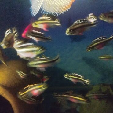 akvarium daşları: Цихлиды попугаи. Мирные рыбы. Возможна скидка