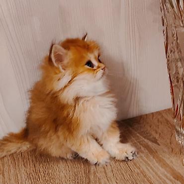 золотая шиншилла котенок: Золотая шиншилла — 3