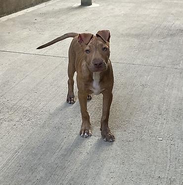 kokeltme dermani: Pitbul, 5 ay, Dişi, Peyvəndli — 3
