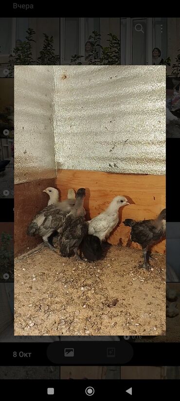 Cücələr: Toyuq cücələri, Damazlıq -da lalafo.az — 7 Cücələr: Toyuq cücələri, Damazlıq — 7