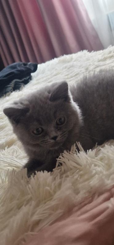 Pişiklər: Britan, Erkək, Yaxşı əllərə, Ödənişli çatdırılma, Ünvandan götürmə — 5