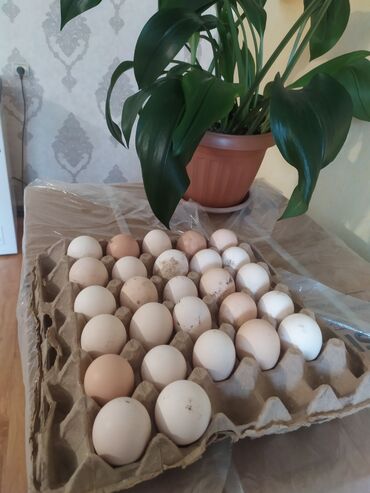 яйца фазан: Продаю | Инкубационные яйца
