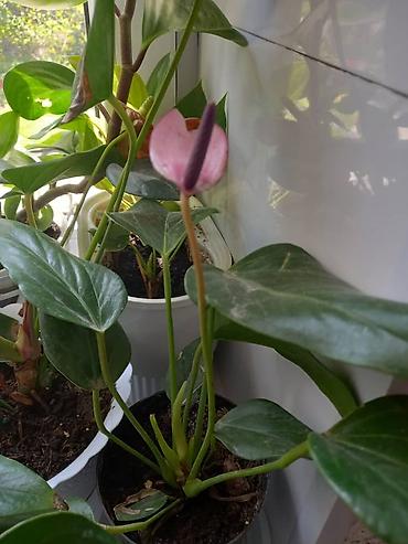Антуриумы: Антуриум (Anthurium andreanum) в горшке. - Эффектные красные — 14