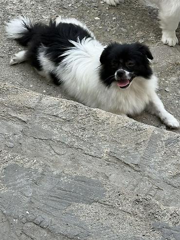 şpic iti: Pekines — 2