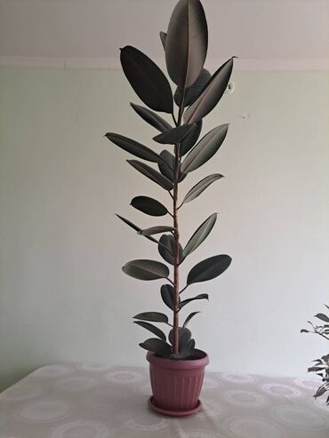 бамбук растение: Срочно продам