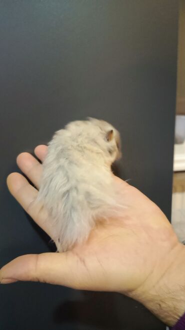 Gəmiricilər: Angora sort xomyaklar mehribandırlar bu sort dişləmir və aqressiv — 2