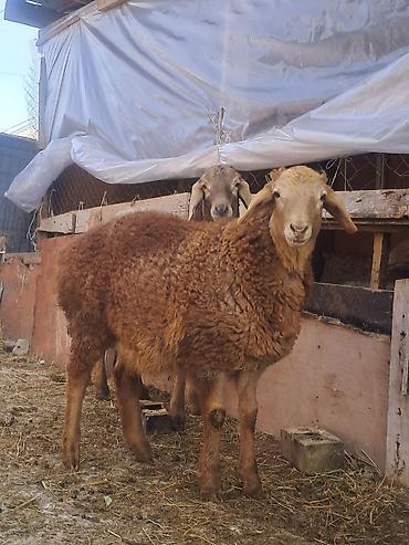 Баран, овца: Продаю | Овца (самка) | Для разведения | Матка — 10