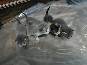 хайленд фолд: Котята из 5 малышей. Описание: - Возраст на фото: совсем крошки — 4