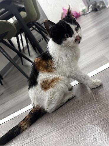 египетский кошка: Кошка даром: Беспородная, Девочка — 3