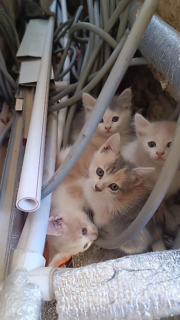 sirin pisikler: Məhsul: Balaca pişiklər (bir bala dəsti) Təsvir: - Şirin pisik — 5