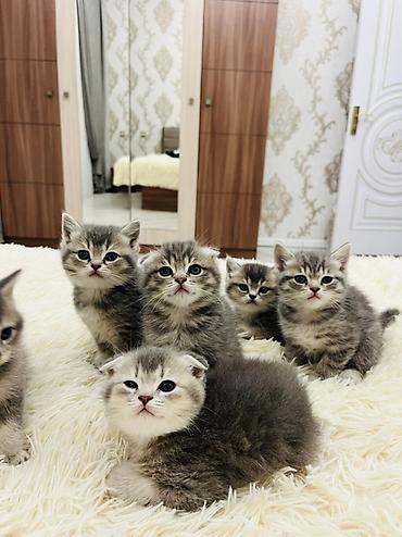 Pişiklər: Şotland, Erkək — 6