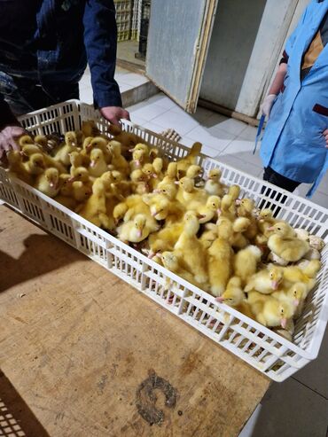 ördək yumurtası satışı: Dişi, | Kuban, Yumurtalıq, Ünvandan götürmə, Pulsuz çatdırılma