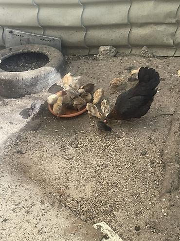 cücə satışı: Сhicks, Для разведения — 4