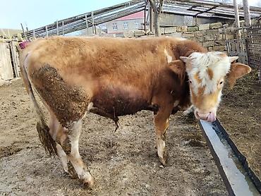 Dana, buzov: Simental tipli dana - Cins: Simental tipli, ətlik istiqamət - Rəng — 2