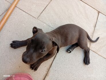 it ucun gene dermani: Doberman, 2 ay, Dişi, Ünvandan götürmə