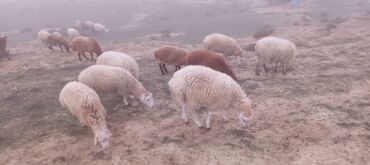 Qoyunlar, qoçlar: Ətraflı məlumat üçün yazın — 10