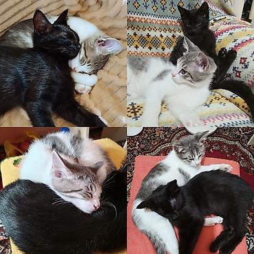 Кошка даром: Беспородная, 3 месяца, Мальчик at lalafo.kg Кошка даром: Беспородная, 3 месяца, Мальчик