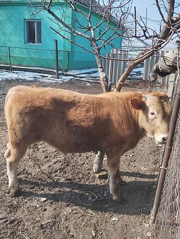 Коровы, быки: Продаю | Бык (самец) | Симментальская | На откорм — 11