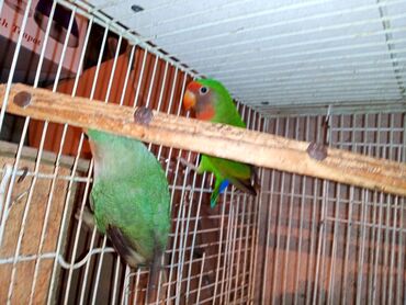 Digər quşlar: Nerazlucnik fişer ayrilmazlar maskvıy deyillər cütdu satılır hazır — 11