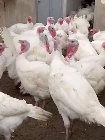 tutuquşu satılır: Dişi, Kanada, Yumurtalıq, Pulsuz çatdırılma, Ödənişli çatdırılma — 4