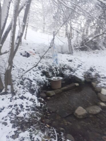 Landşaft işləri: Kupcalı 41 sot torpaq 20 sotda satilir — 14