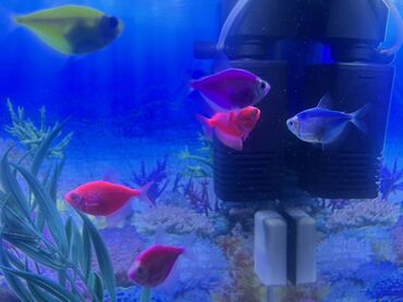 Balıqlar: Glofish, Sülhsevər, Ödənişli çatdırılma — 7