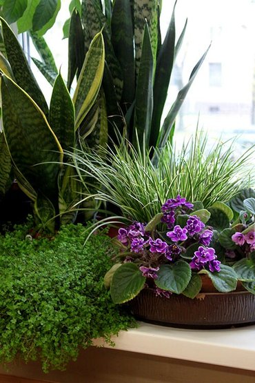 офисные растения: Оформление зимних садов комнатными растениями! Индивидуальный подбор