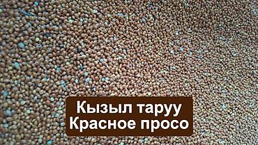 кукуруа: Корма для птиц и животных. Оптом и в розницу. У нас вы найдете все — 7