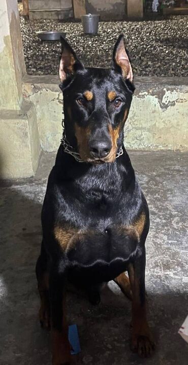 İtlər: Doberman, 1 il, Erkek, Peyvəndli, Ünvandan götürmə