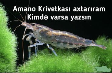 VAZ (LADA): Amano krivetkası - Akvarium üçün Amano (Caridina multidentata)