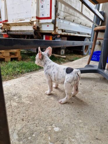 Psi: Štenci francuskog buldoga, oštenjeni 28.07, čekaju svoje nove na lalafo.rs — 11 Psi: Štenci francuskog buldoga, oštenjeni 28.07, čekaju svoje nove — 11