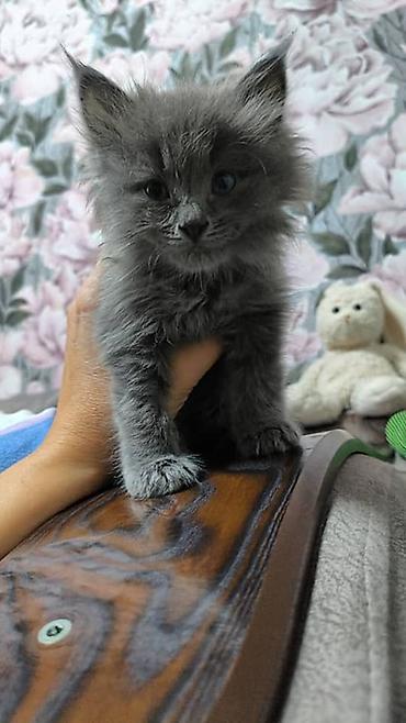 кошки токмок: Кошка даром: Беспородная, 2 месяца, Мальчик — 3