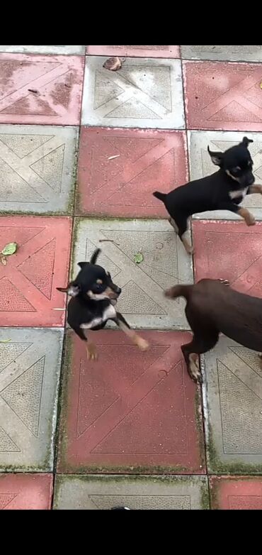 setteri it cinsinin digər adı: 2 ay, Erkek, Peyvəndli, Ünvandan götürmə, Pulsuz çatdırılma, Ödənişli çatdırılma