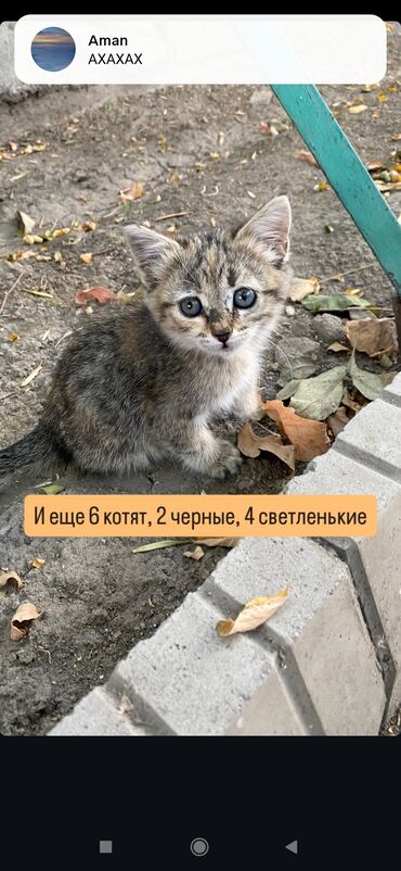 породистые кошки в добрые руки: Отдают котят в хорошие руки!!! Кошка родила недавно) Ищем заботливых