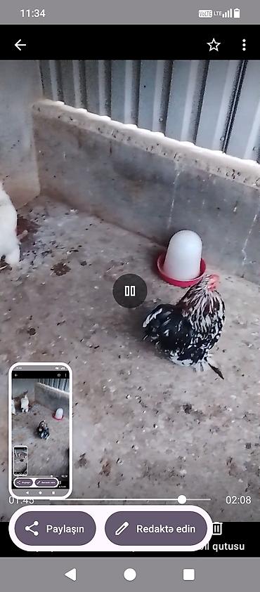 maltipo gence: Toyuq, Damazlıq, Ünvandan götürmə — 2