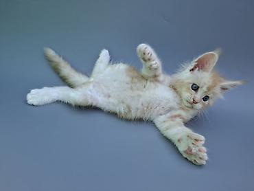 продаю чихуахуа: 🐾 ЭКСКЛЮЗИВНЫЙ КОТЁНОК МЕЙН-КУН ПОЛИДАКТ 🐾 Предлагается к продаже — 7