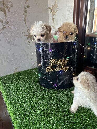 balaca boyumeyen itler: Pekines, 1 ay, Dişi, Ünvandan götürmə